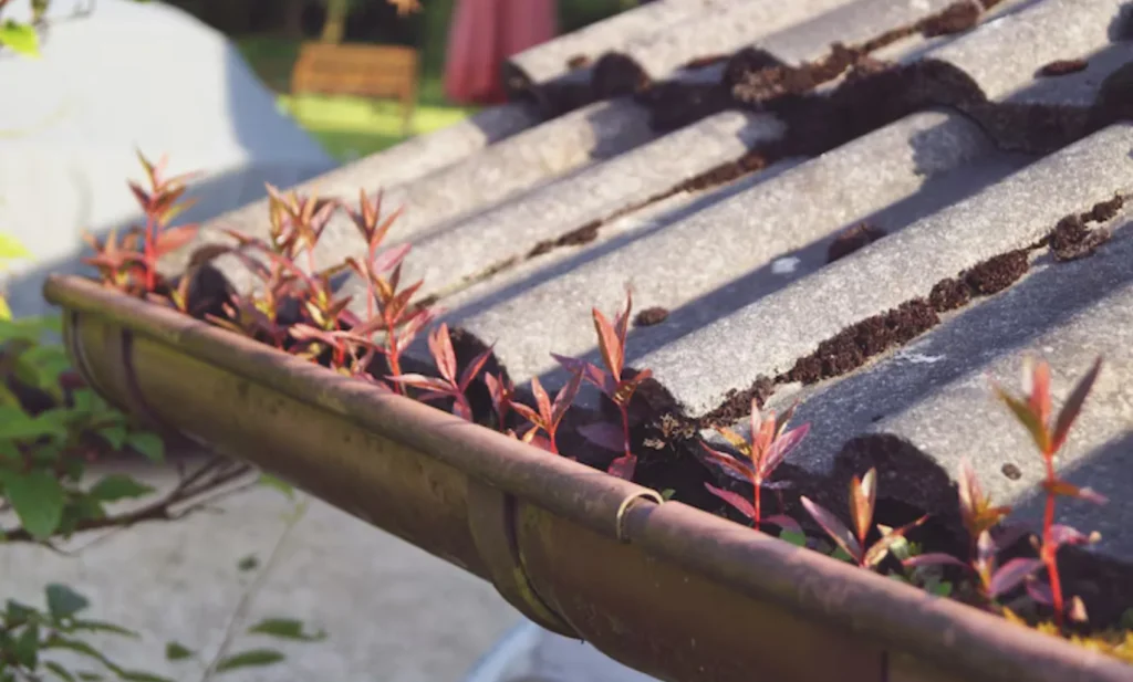 Clogged Gutters? Your Roof is Paying the Price (Here’s How)